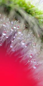 Drops,Macro,Espiguilla,Planta