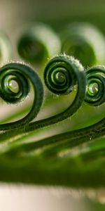 Planter,Spirale,Prospectus,Plante,Macro,Brochure