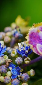 Plant,Macro,Spots,Flower,Stains,Petals