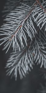 Plant,Macro,Spruce,Fir,Needles,Branch