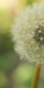 Plant,Macro,Stem,Stalk,Dandelion