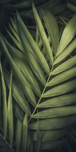 Plant,Macro,Streaks,Nature,Leaves,Stripes