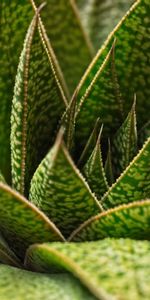 Feuilles,Plante,Macro,Planter,Succulent