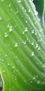 Planter,Surface,Drops,Rosée,Macro,Plante