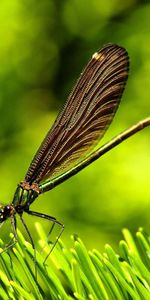 Plant,Macro,Surface,Dragonfly