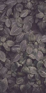 Plant,Macro,Texture,Leaves,Veins