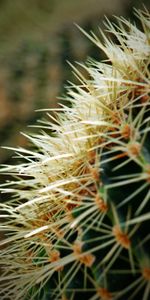 Macro,Planta,Cacto,Espinas,Cactus