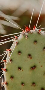 Piquants,Figue De Barbarie,Opuntia,Plante,Planter,Les Épines,Macro,Cactus