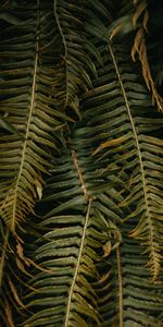 Plant,Macro,Tropical,Leaves,Fern