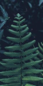 Plant,Macro,Vegetation,Carved,Leaves,Fern