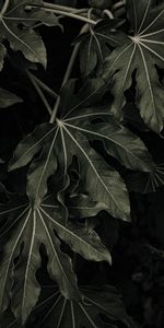 Plant,Macro,Veins,Leaves