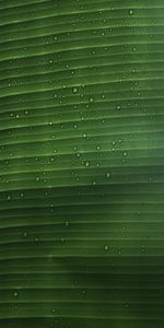 Plant,Macro,Water,Drops,Sheet,Leaf