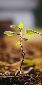 Plant,Macro,Wood,Tree,Stem,Stalk,Sprout,Leaves