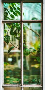 Plant,Miscellanea,Branch,View,Miscellaneous,Leaves,Window