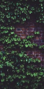 Plant,Miscellanea,Leaves,Miscellaneous,Brick Wall