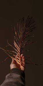 Plant,Miscellanea,Miscellaneous,Branch,Dry,Hand