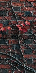 Plant,Miscellanea,Miscellaneous,Branch,Leaves,Wall,Brick