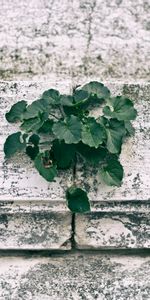 Planter,Feuilles,Plante,Mur,Divers