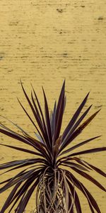 Plant,Miscellanea,Miscellaneous,Leaves,Wall