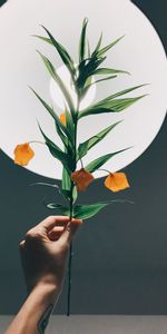 Plant,Miscellanea,Miscellaneous,Physalis,Fisalis,Hand,Glow,Lamp