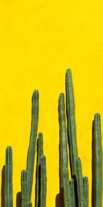 Plant,Miscellanea,Miscellaneous,Prickles,Thorns,Cactuses