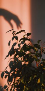 Plant,Miscellanea,Miscellaneous,Shadow,Hand