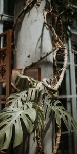 Miscelánea,Misceláneo,Tropical,Decorativo,Monstera,Planta,Exótico