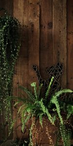 Plant,Miscellanea,Miscellaneous,Wood,Fern,Wooden,Cat