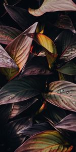 Drops,Planter,Plante,Feuillage,Nature