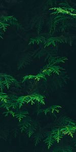 Flore,Nature,Planter,Plante,Feuilles