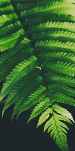 Nature,Plante,Planter,Feuilles,Fougère