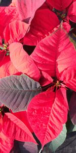 Nature,Plante,Planter,Poinsettias,Poinsettia,Feuillage