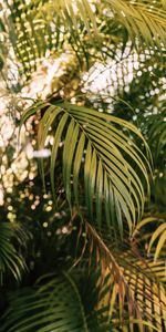 Plant,Palm,Branches,Nature