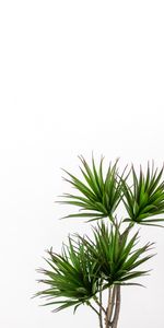 Plant,Palm,Decorative,Minimalism