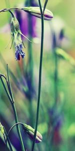 Plant,Petals,Macro,Flower