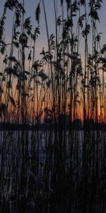 Plant,Reeds,Water,Dark,Sunset