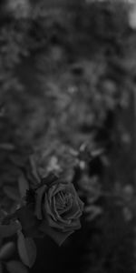 Plant,Rose Flower,Bw,Flowers,Flower,Rose,Chb