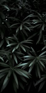 Plant,Shadows,Leaves,Dark,Nature