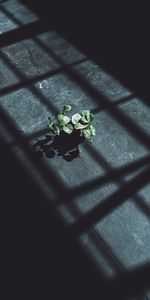 Plant,Shine,Light,Miscellanea,Shadow,Leaves,Miscellaneous