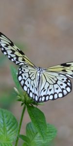 Plant,Sweep,Macro,Wings,Wave,Butterfly