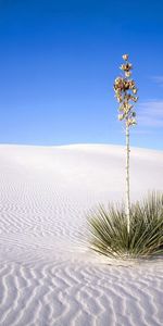 Naturaleza,Arena,Desierto,Lineas,Tallo,Planta,Líneas,Espinas,Madre