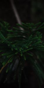 Planter,Bois,Arbre,Branche,Plante,Sombre