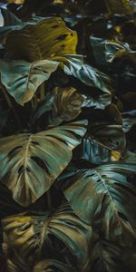 Feuilles,Planter,Plante,Nature,Forêt,Végétation