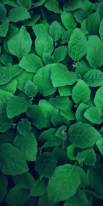 Nature,Feuilles,Plante,Planter,Légumes Verts,Verdure,Végétation