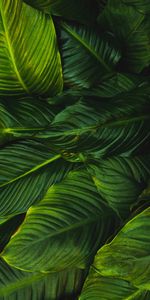 Plant,Vegetation,Nature,Leaves,Lines,Greens