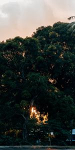 Plant,Wood,Tree,Nature