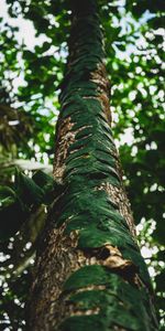 Plant,Wood,Tree,Trunk,Nature,Leaves