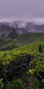 Brouillard,Les Collines,Collines,Buissons,Nature,Plantation