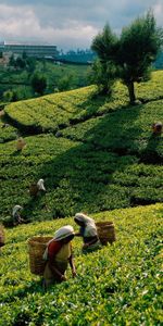 Plantations,Nature,Gathering,Workers,Collection,Female Workers,Plantation,Tea,Fields