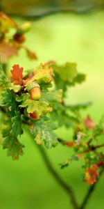 Plantas,Bellotas